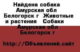 Найдена собака - Амурская обл., Белогорск г. Животные и растения » Собаки   . Амурская обл.,Белогорск г.